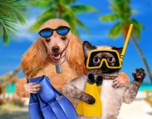 dog-with-cat-diver